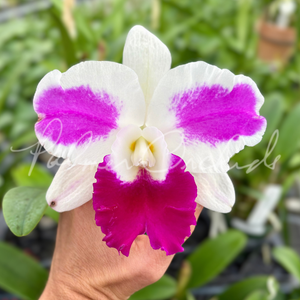Rlc. Chief Gila — Palmer Orchids